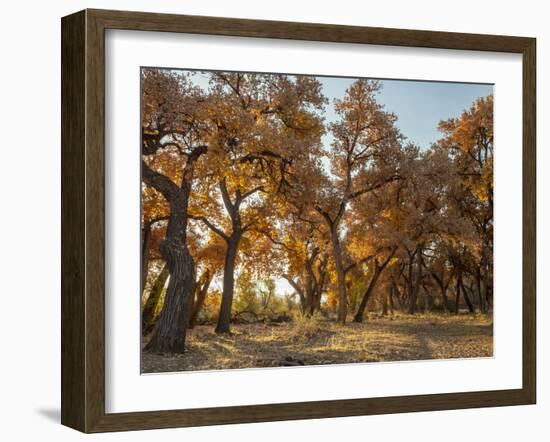 Cottonwood trees in fall foliage, Rio Grande Nature Park, Albuquerque, New Mexico-Maresa Pryor-Framed Photographic Print