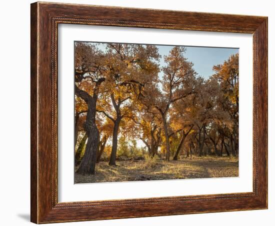 Cottonwood trees in fall foliage, Rio Grande Nature Park, Albuquerque, New Mexico-Maresa Pryor-Framed Photographic Print