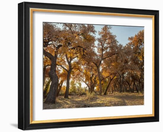 Cottonwood trees in fall foliage, Rio Grande Nature Park, Albuquerque, New Mexico-Maresa Pryor-Framed Photographic Print