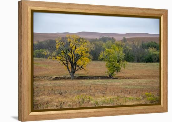 Cottonwood trees in the Flint Hills of Kansas.-Michael Scheufler-Framed Premier Image Canvas