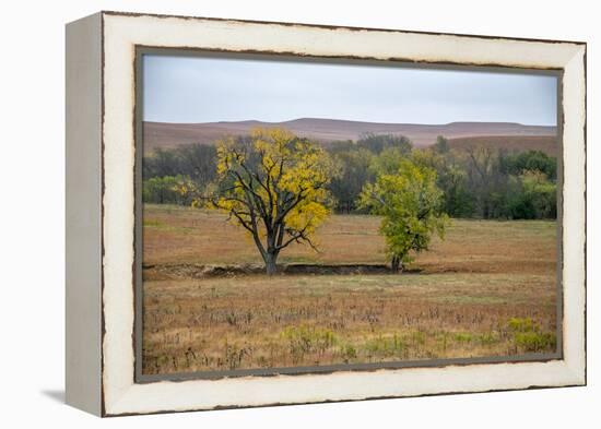 Cottonwood trees in the Flint Hills of Kansas.-Michael Scheufler-Framed Premier Image Canvas