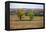 Cottonwood trees in the Flint Hills of Kansas.-Michael Scheufler-Framed Premier Image Canvas