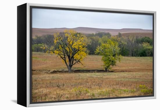 Cottonwood trees in the Flint Hills of Kansas.-Michael Scheufler-Framed Premier Image Canvas