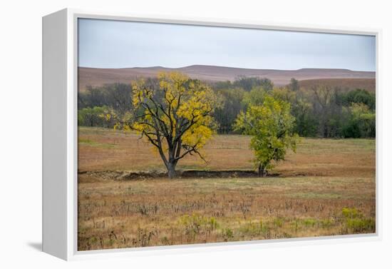 Cottonwood trees in the Flint Hills of Kansas.-Michael Scheufler-Framed Premier Image Canvas