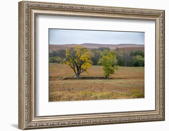 Cottonwood trees in the Flint Hills of Kansas.-Michael Scheufler-Framed Photographic Print