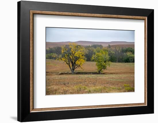 Cottonwood trees in the Flint Hills of Kansas.-Michael Scheufler-Framed Photographic Print