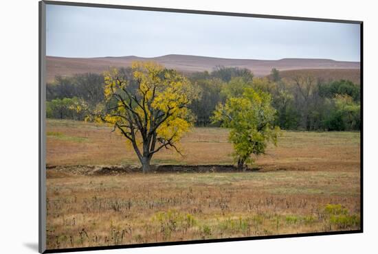 Cottonwood trees in the Flint Hills of Kansas.-Michael Scheufler-Mounted Photographic Print