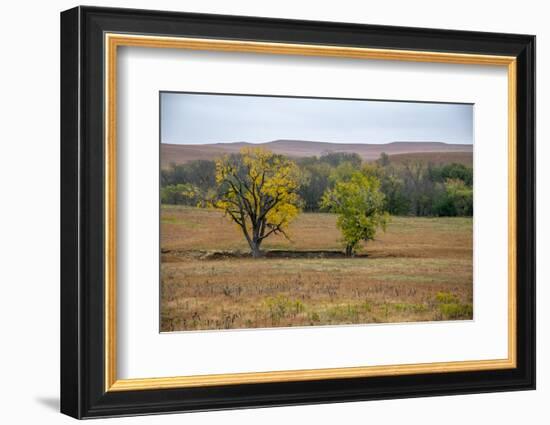 Cottonwood trees in the Flint Hills of Kansas.-Michael Scheufler-Framed Photographic Print