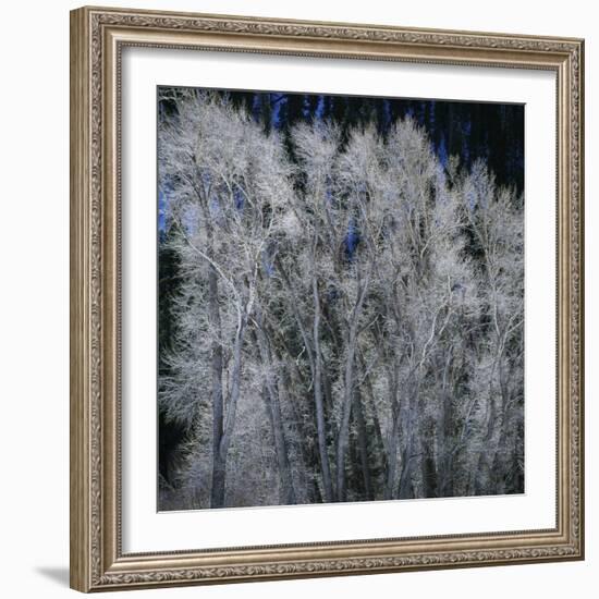 Cottonwood trees in winter-Micha Pawlitzki-Framed Photographic Print