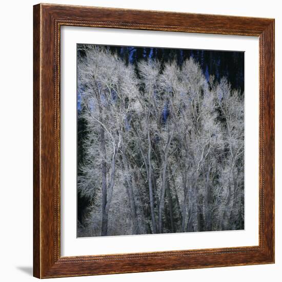 Cottonwood trees in winter-Micha Pawlitzki-Framed Photographic Print