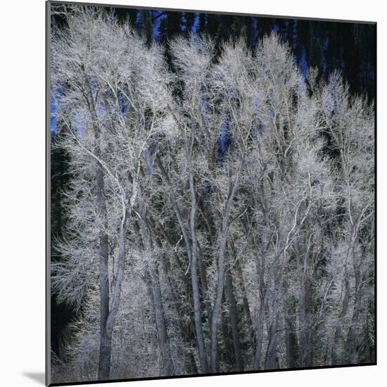 Cottonwood trees in winter-Micha Pawlitzki-Mounted Photographic Print