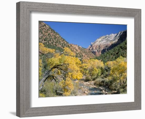 Cottonwood Trees on the Banks of the Virgin River, Zion National Park, Utah, USA-Ruth Tomlinson-Framed Photographic Print