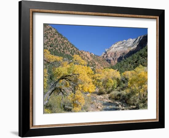 Cottonwood Trees on the Banks of the Virgin River, Zion National Park, Utah, USA-Ruth Tomlinson-Framed Photographic Print