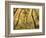 Cottonwood Trees-null-Framed Photographic Print