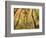 Cottonwood Trees-null-Framed Photographic Print