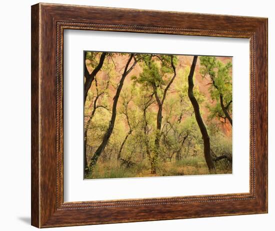 Cottonwood Trees-null-Framed Photographic Print