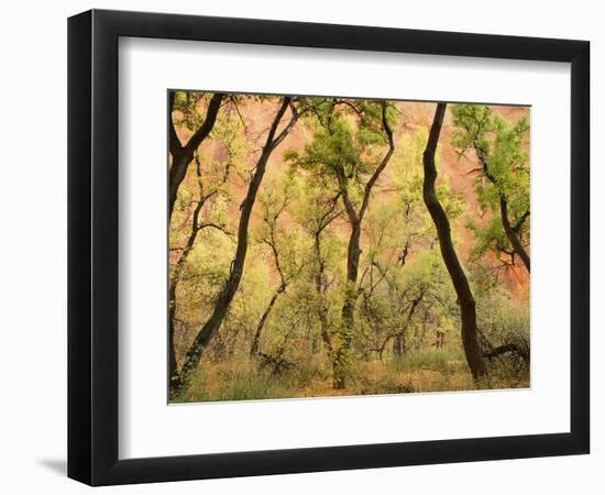 Cottonwood Trees-null-Framed Photographic Print