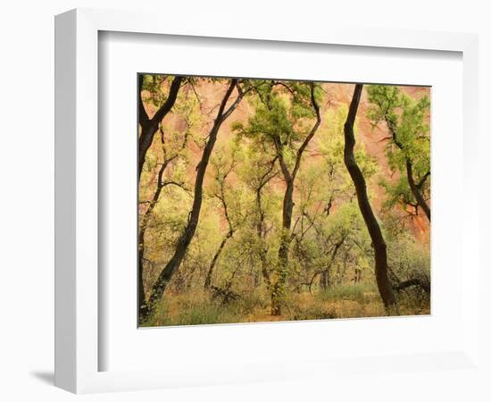 Cottonwood Trees-null-Framed Photographic Print