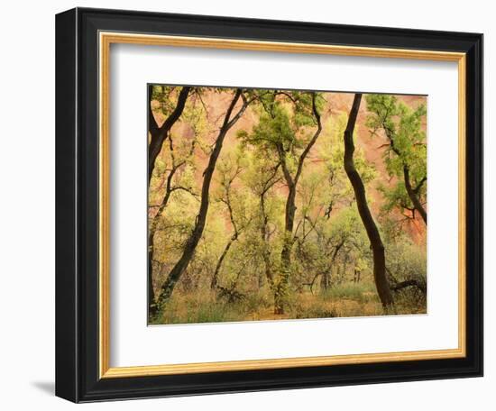 Cottonwood Trees-null-Framed Photographic Print