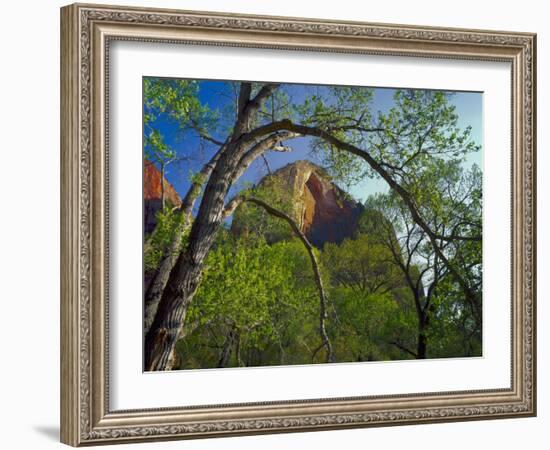 Cottonwoods and Red Arch Mountain in Early Spring, Zion National Park, Utah, Usa-Scott T. Smith-Framed Photographic Print