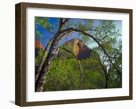 Cottonwoods and Red Arch Mountain in Early Spring, Zion National Park, Utah, Usa-Scott T. Smith-Framed Photographic Print