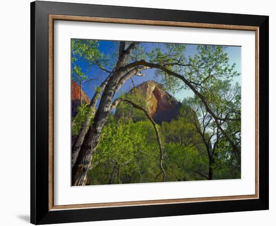 Cottonwoods and Red Arch Mountain in Early Spring, Zion National Park, Utah, Usa-Scott T. Smith-Framed Photographic Print