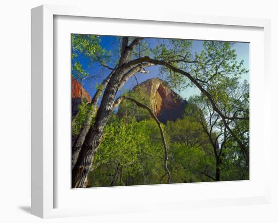 Cottonwoods and Red Arch Mountain in Early Spring, Zion National Park, Utah, Usa-Scott T. Smith-Framed Photographic Print