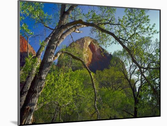 Cottonwoods and Red Arch Mountain in Early Spring, Zion National Park, Utah, Usa-Scott T. Smith-Mounted Photographic Print