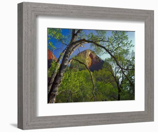 Cottonwoods and Red Arch Mountain in Early Spring, Zion National Park, Utah, Usa-Scott T. Smith-Framed Photographic Print