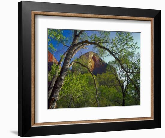 Cottonwoods and Red Arch Mountain in Early Spring, Zion National Park, Utah, Usa-Scott T. Smith-Framed Photographic Print