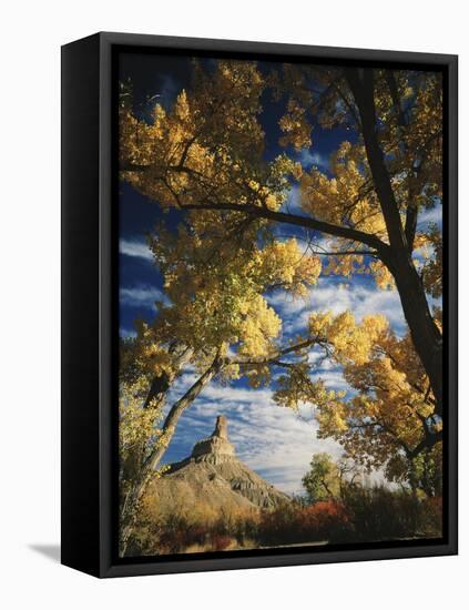 Cottonwoods and Squawbush, Gunnison Butte at Green River Flood Plain, Utah, USA-Scott T. Smith-Framed Premier Image Canvas