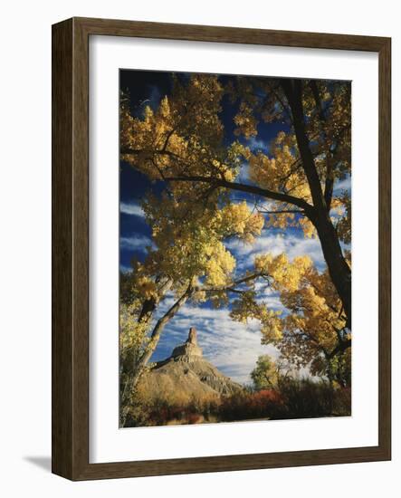 Cottonwoods and Squawbush, Gunnison Butte at Green River Flood Plain, Utah, USA-Scott T. Smith-Framed Photographic Print