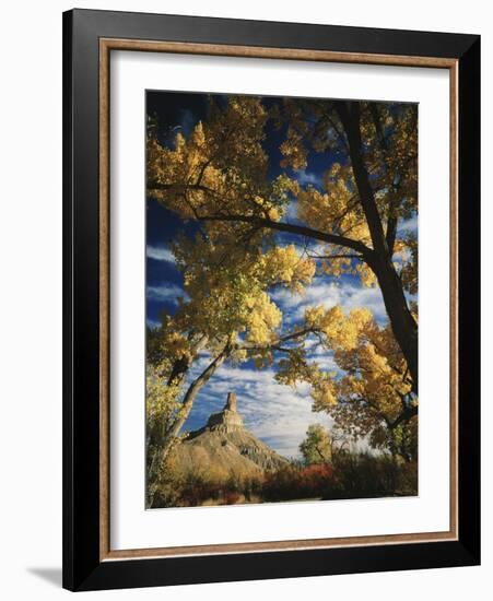 Cottonwoods and Squawbush, Gunnison Butte at Green River Flood Plain, Utah, USA-Scott T. Smith-Framed Photographic Print