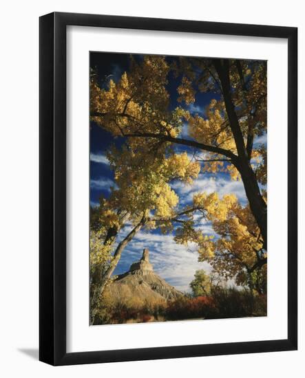 Cottonwoods and Squawbush, Gunnison Butte at Green River Flood Plain, Utah, USA-Scott T. Smith-Framed Photographic Print