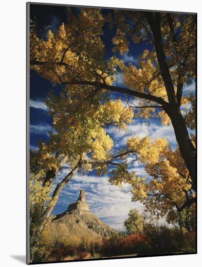 Cottonwoods and Squawbush, Gunnison Butte at Green River Flood Plain, Utah, USA-Scott T. Smith-Mounted Photographic Print