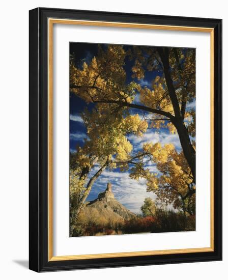 Cottonwoods and Squawbush, Gunnison Butte at Green River Flood Plain, Utah, USA-Scott T. Smith-Framed Photographic Print