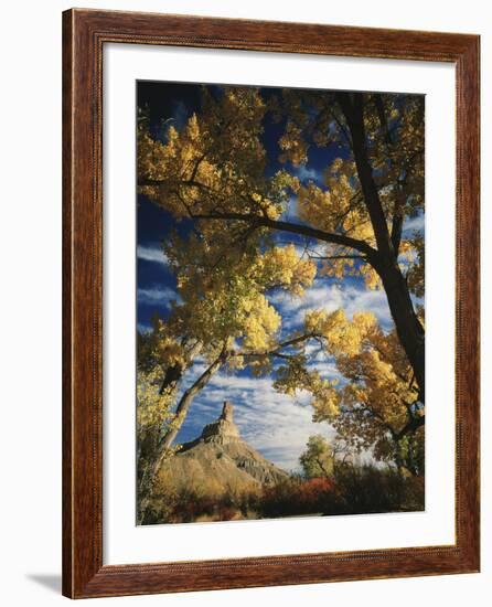 Cottonwoods and Squawbush, Gunnison Butte at Green River Flood Plain, Utah, USA-Scott T. Smith-Framed Photographic Print