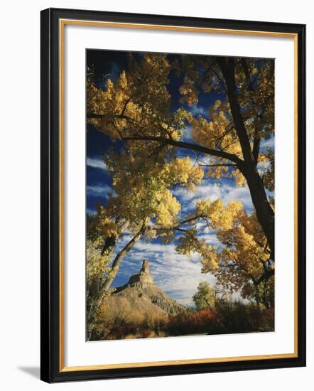 Cottonwoods and Squawbush, Gunnison Butte at Green River Flood Plain, Utah, USA-Scott T. Smith-Framed Photographic Print