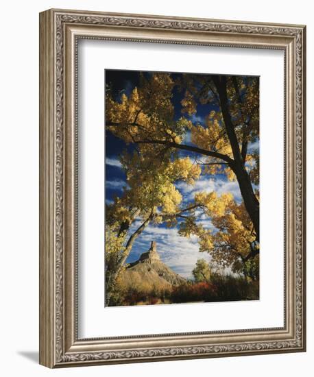 Cottonwoods and Squawbush, Gunnison Butte at Green River Flood Plain, Utah, USA-Scott T. Smith-Framed Photographic Print