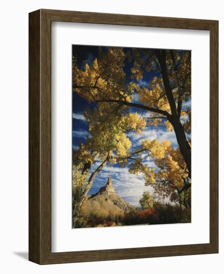 Cottonwoods and Squawbush, Gunnison Butte at Green River Flood Plain, Utah, USA-Scott T. Smith-Framed Photographic Print