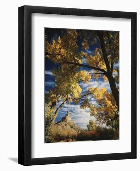 Cottonwoods and Squawbush, Gunnison Butte at Green River Flood Plain, Utah, USA-Scott T. Smith-Framed Photographic Print