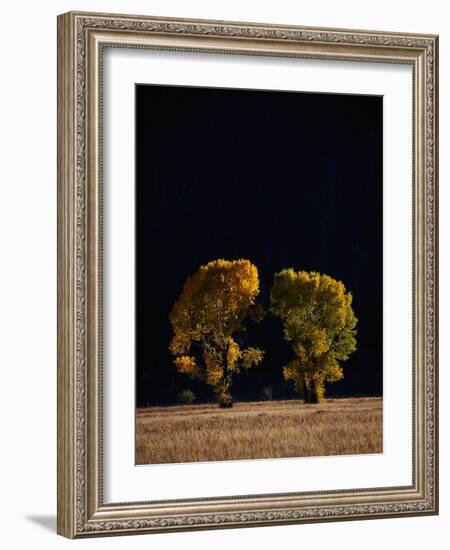 Cottonwoods in Autumn-Joseph Sohm-Framed Photographic Print