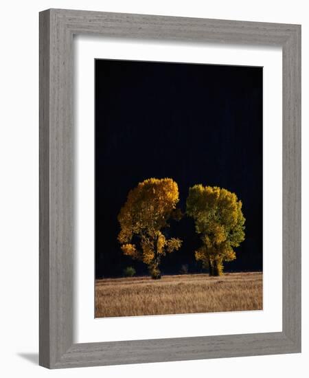 Cottonwoods in Autumn-Joseph Sohm-Framed Photographic Print