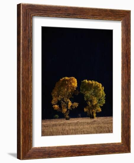 Cottonwoods in Autumn-Joseph Sohm-Framed Photographic Print