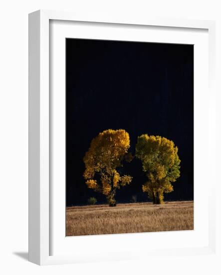 Cottonwoods in Autumn-Joseph Sohm-Framed Photographic Print