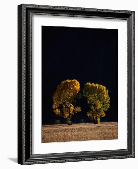 Cottonwoods in Autumn-Joseph Sohm-Framed Photographic Print