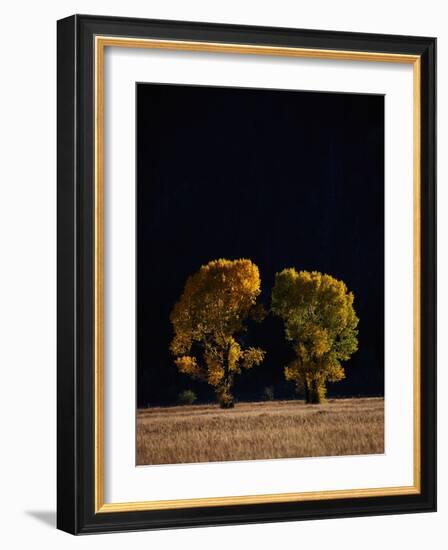 Cottonwoods in Autumn-Joseph Sohm-Framed Photographic Print