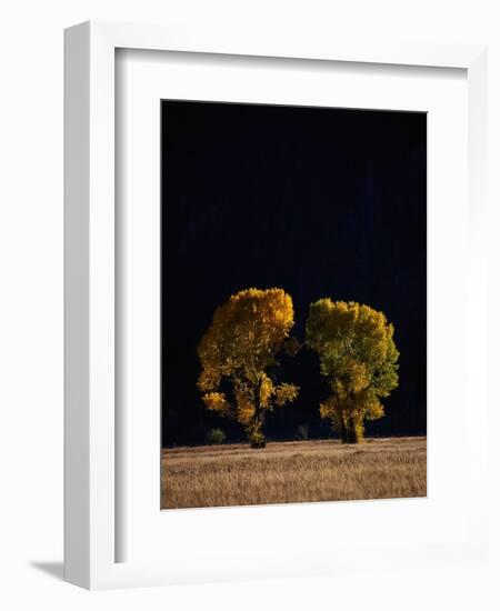 Cottonwoods in Autumn-Joseph Sohm-Framed Photographic Print