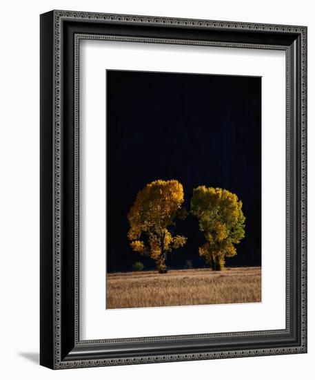 Cottonwoods in Autumn-Joseph Sohm-Framed Photographic Print