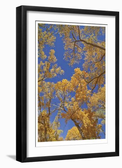 Cottonwoods in Fall-Donald Paulson-Framed Giclee Print